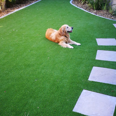 pet-friendly-grass