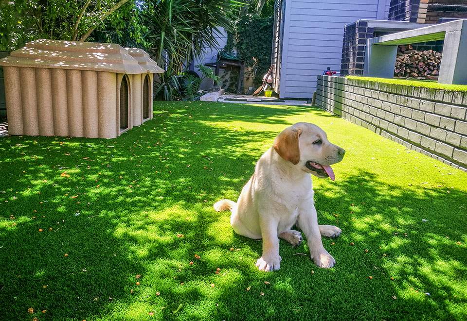 tuscan-range-dog-image