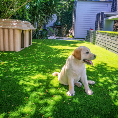 tuscan-turf-pet-friendly-grass